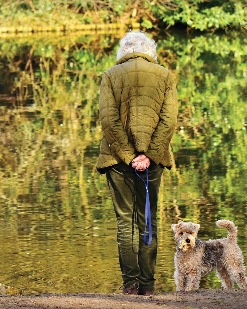 Senior Walking Dogs Lakeside Photo